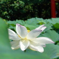 2011仲夏的植物園 - 1