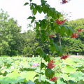 2011仲夏的植物園 - 2