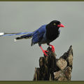 台灣藍鵲(Taiwan Blue Magpie/Formosan Blue Magpie) - 1