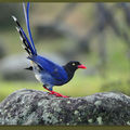 台灣藍鵲(Taiwan Blue Magpie/Formosan Blue Magpie) - 1