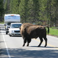 The Bison at road stopped cars_31_May_2009
