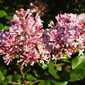 Lilac - 2