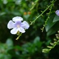 小紫花1
