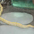 大蛇1