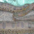 大蛇2