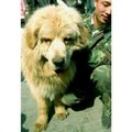這是一隻解放軍飼養的藏獒，屬於藏獒中的極品，身價超過百萬人民幣。用這麼貴的狗作戰也太奢侈了吧？