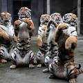 虎年的大年初二（2010年02月15日），福州動物園的五隻老虎給您作揖拜年。