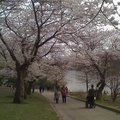 多城櫻花