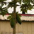 宜蘭老家的木瓜樹