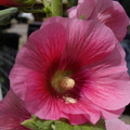 Hollyhock (蜀葵)