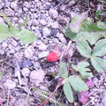 山上的野草莓