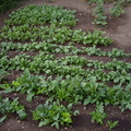 Our Vegetable Garden - 播種後36天