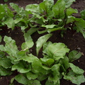 Beets leaves