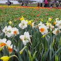 圓山公園區水仙花花海 - 1