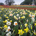 圓山公園區水仙花花海 - 5