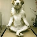 狗狗做瑜珈