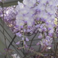 美麗的紫藤花
