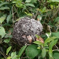 茶樹螞蟻做的窩