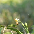 蜜蜂和鬼針草