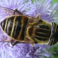 蜜蜂5