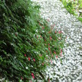 百年的淒美-油桐花-五月雪