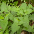 草本植物,莖方形,自基部斜向上生長,全體披柔毛,單葉對生.