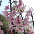 超漂亮的山櫻花