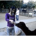    To  feed the  deep  alpaca  ***  ........0  .  0