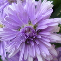 紫色孔雀花