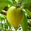 成熟的仙桃1
