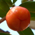 我家種的巴西櫻桃，籽超多的，甜中帶微微的酸，可是很香喔！