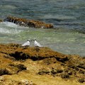 西沙群島  &  鴛鴦鳥