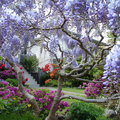感謝好鄰居的辛勤耕耘 經營出這片美好的紫藤花園