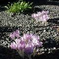 青龍窩前院奇花-- 春天先長出大葉子, 不久葉片枯萎, 夏天開出淡紫色的花.