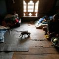 普那卡的一個村子﹐當地一名村民正在準備食物。小貓在旁邊玩耍