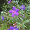 九族 - 紫牡丹