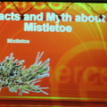Mistletoe slide