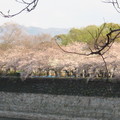 Cherry Blossom in Osaka