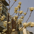 花季；2009 - 3