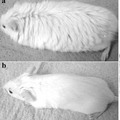 FGF-5基因缺陷老鼠