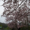 35盛開的櫻花