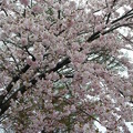 37盛開的櫻花
