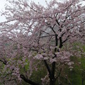 38盛開的櫻花(這棵櫻樹的姿態很美)