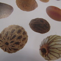 菩提子原籽上都有形態各異的紋理或特殊的形狀