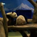 熊貓2