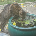 小虎喝水