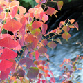 是否菩提不得而知，明亮胭紅，訴著綠水，就這一季秋。