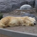 Asahi動物園12polarbear