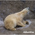 Asahi動物園13polarbear