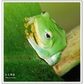 台北樹蛙
